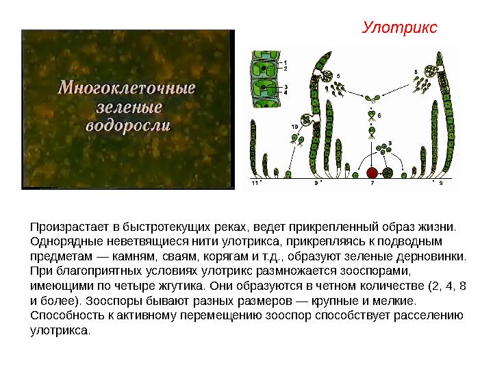 Произрастает в быстротекущих реках, ведет прикрепленный образ жизни. Однорядные неветвящиеся нити улотрикса, прикрепляясь к под