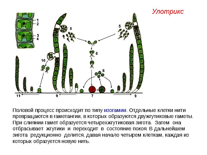 Половой процесс происходит по типу изогамии . Отдельные клетки нити превращаются в гаметангии, в которых образуются двужгутико