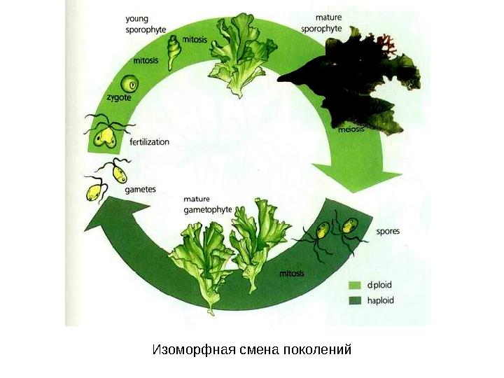 Изоморфная смена поколений