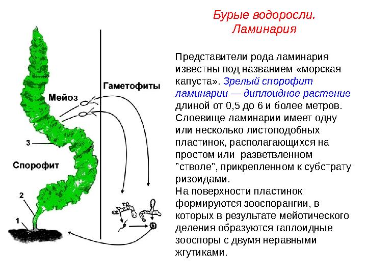 Представители рода ламинария известны под названием «морская капуста». Зрелый спорофит ламинарии — диплоидное растение длин