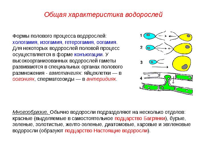 Формы полового процесса водорослей: хологамия, изогамия, гетерогамия, оогамия . Для некоторых водорослей половой процесс ос