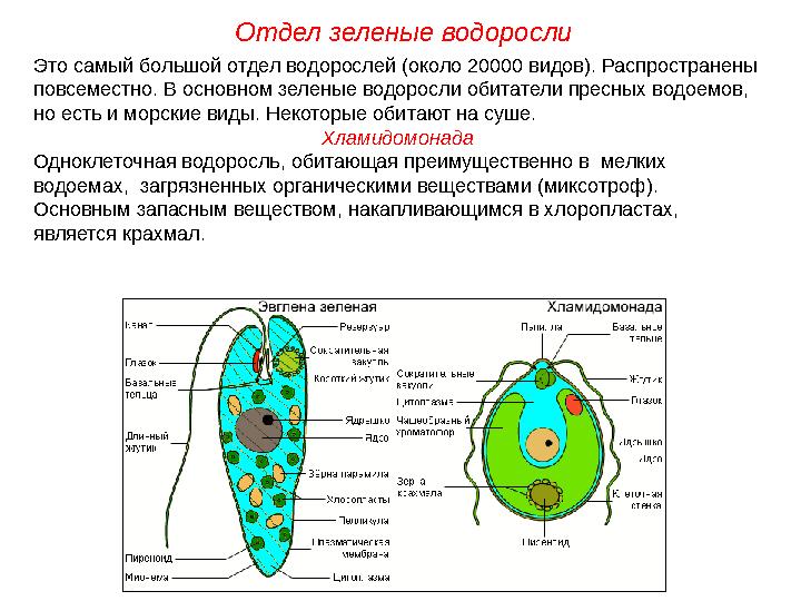 Это самый большой отдел водорослей (около 20000 видов). Распространены повсеместно. В основном зеленые водоросли обитатели прес