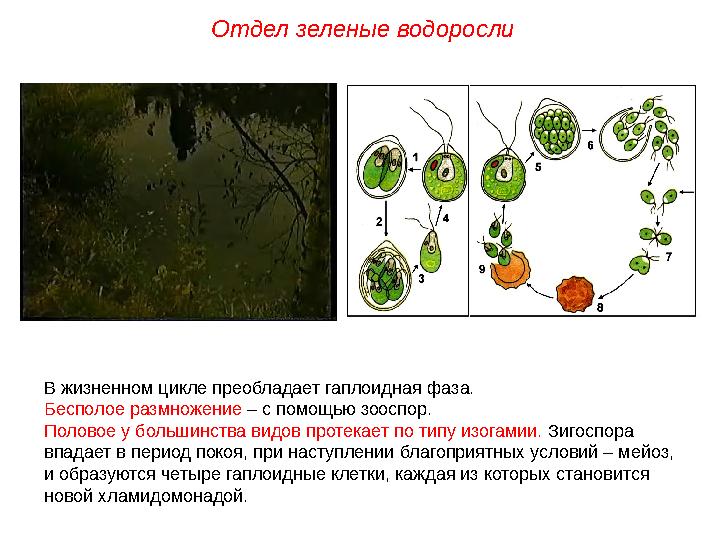 В жизненном цикле преобладает гаплоидная фаза. Бесполое размножение – с помощью зооспор. Половое у большинства видов протекает