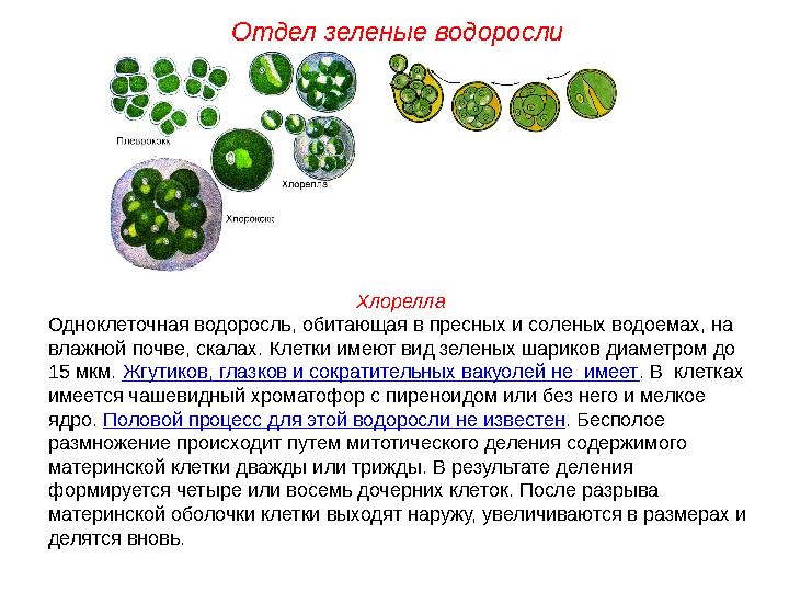 Хлорелла Одноклеточная водоросль, обитающая в пресных и соленых водоемах, на влажной почве, скалах. Клетки имеют вид зеленых