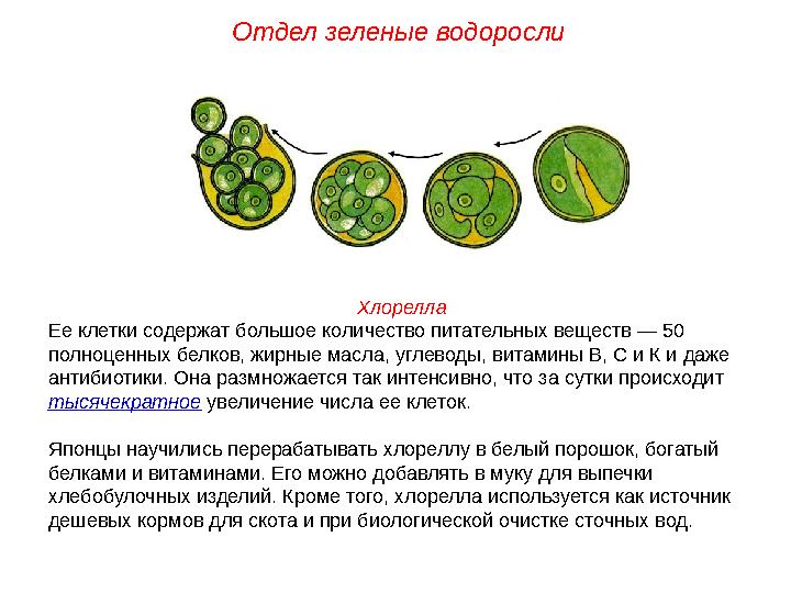 Хлорелла Ее клетки содержат большое количество питательных веществ — 50 полноценных белков, жирные масла, углеводы, витамины В,