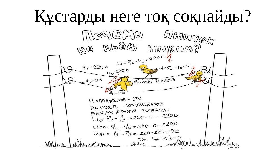 Құстарды неге тоқ соқпайды?