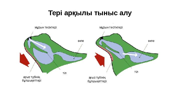 У земноводных и пресмыкающихся имеется легочный мешок с ячеистыми стенками а у млекопитающих и