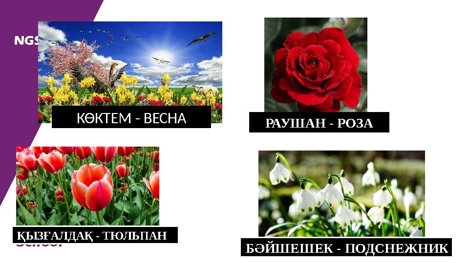 New Generation School КӨКТЕМ - ВЕСНА ҚЫЗҒАЛДАҚ - ТЮЛЬПАН РАУШАН - РОЗА Б ӘЙШЕШЕК - ПОДСНЕЖНИК