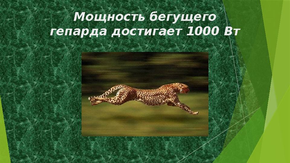 Мощность бегущего гепарда достигает 1000 Вт