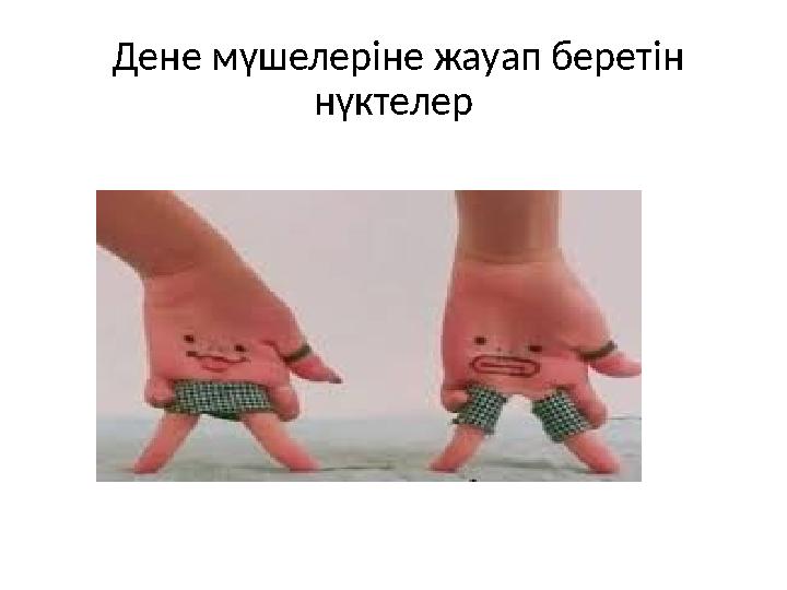 Дене мүшелеріне жауап беретін нүктелер