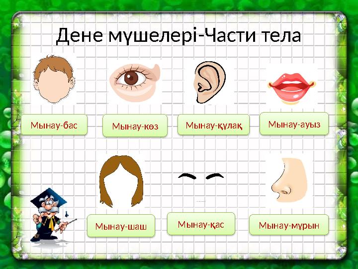 Дене мүшелері-Части тела Мынау-бас Мынау-көз Мынау-мұрын Мынау-ауыз Мынау-шаш Мынау-қас Мынау-құлақ