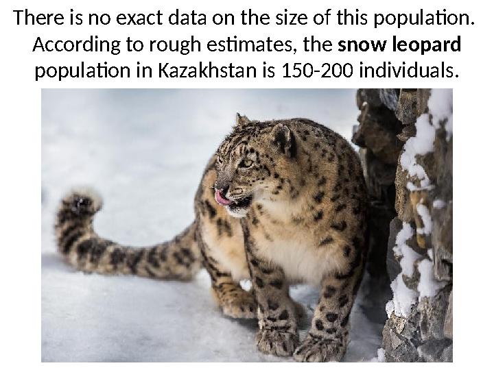 There is no exact data on the size of this population. According to rough estimates, the snow leopard population in Kazakhst