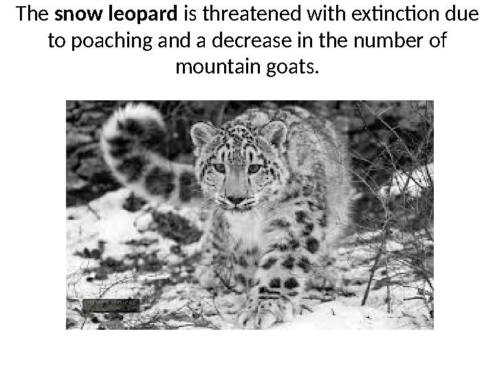 The snow leopard is threatened with extinction due to poaching and a decrease in the number of mountain goats.