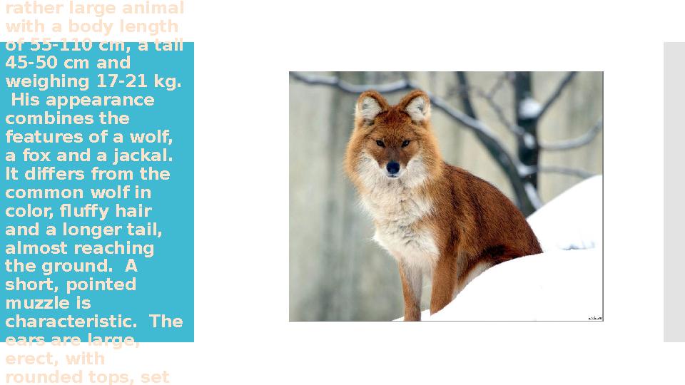 The red wolf is a rather large animal with a body length of 55-110 cm, a tail 45-50 cm and weighing 17-21 kg. His appeara