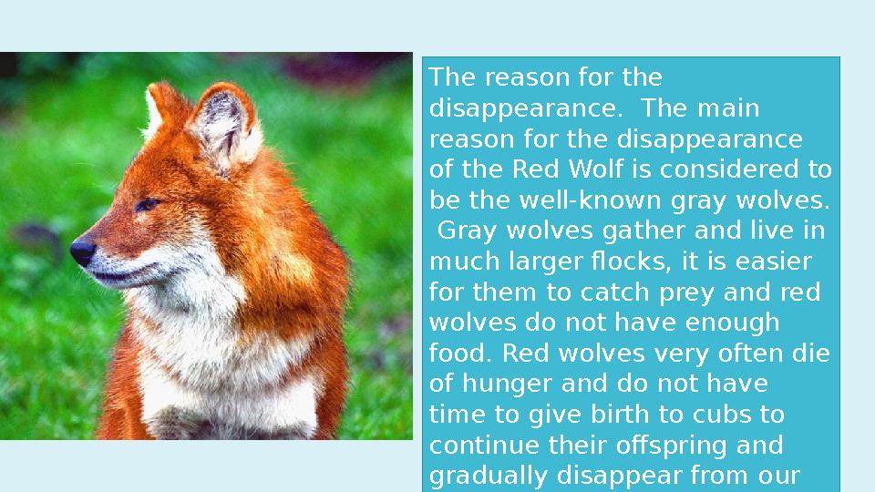 The reason for the disappearance. The main reason for the disappearance of the Red Wolf is considered to be the well-known