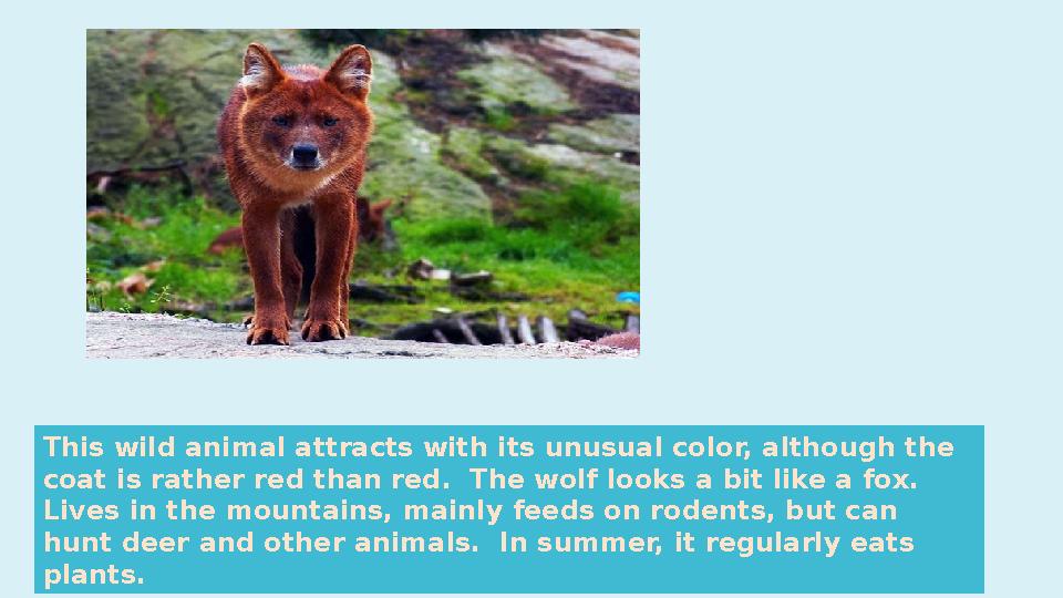 This wild animal attracts with its unusual color, although the coat is rather red than red. The wolf looks a bit like a fox.