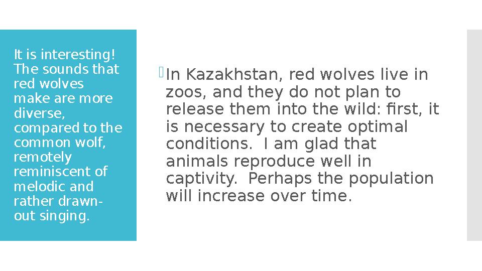 It is interesting! The sounds that red wolves make are more diverse, compared to the common wolf, remotely reminiscent