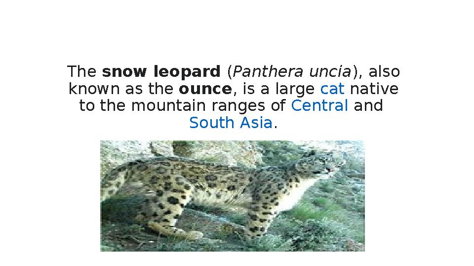 The snow leopard ( Panthera uncia ), also known as the ounce , is a large cat native to the mountain ranges of Central