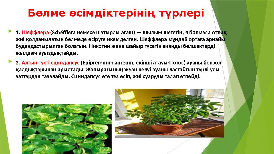 Бөлме өсімдіктерінің түрлері  1. Шеффлера (Schéfflera немесе шатырлы ағаш) — шылым шегетін, я болмаса оттық жиі қолданылатын