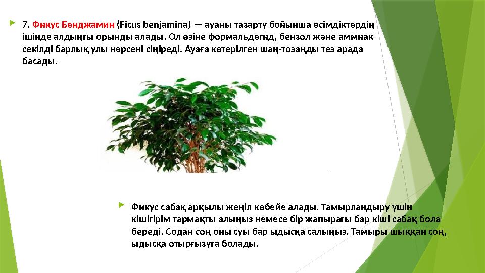  7. Фикус Бенджамин (Ficus benjamina) — ауаны тазарту бойынша өсімдіктердің ішінде алдыңғы орынды алады. Ол өзіне формальдег