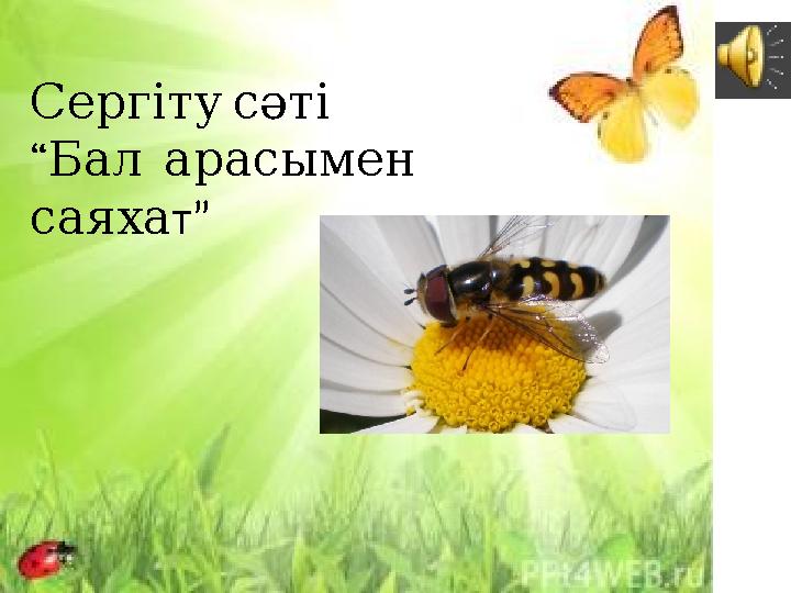 Сергіту сәті “ Бал арасымен саяха т”