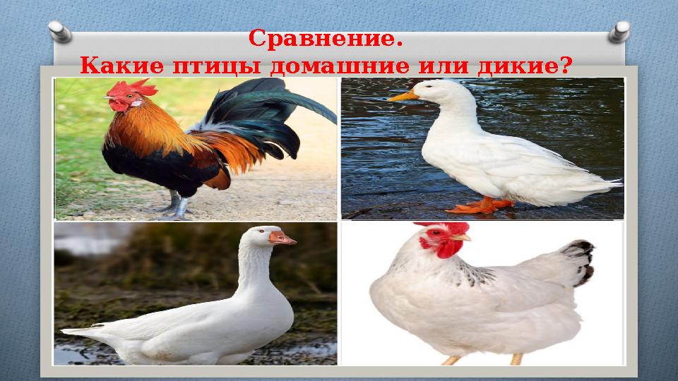 Сравнение. Какие птицы домашние или дикие?