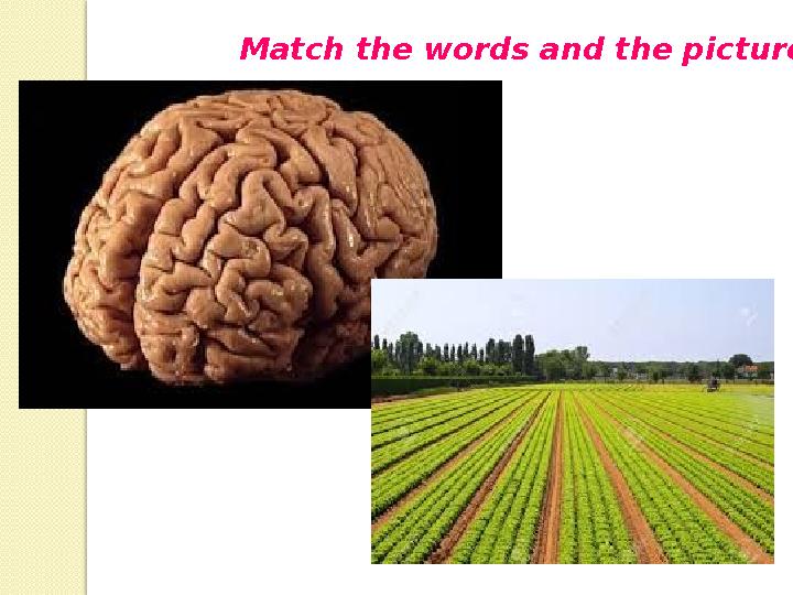 Match the words and the pictures.