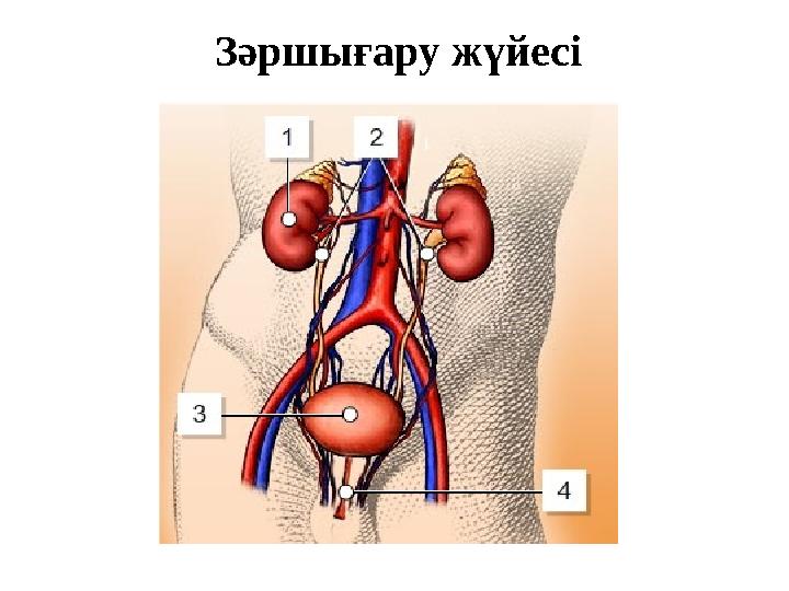 Зәршығару жүйесі