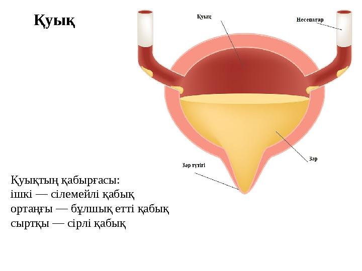 Қуық Қуықтың қабырғасы: ішкі — сілемейлі қабық ортаңғы — бұлшық етті қабық сыртқы — сірлі қабық