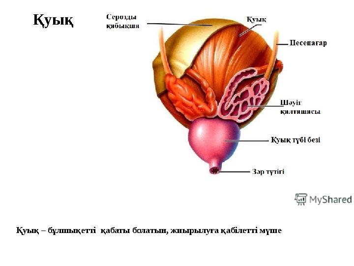 Қуық Қуық – бұлшықетті қабаты болатын, жиырылуға қабілетті мүше