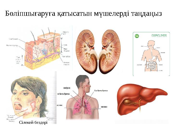 Бөліпшығаруға қатысатын мүшелерді таңдаңыз Сілекей бездері