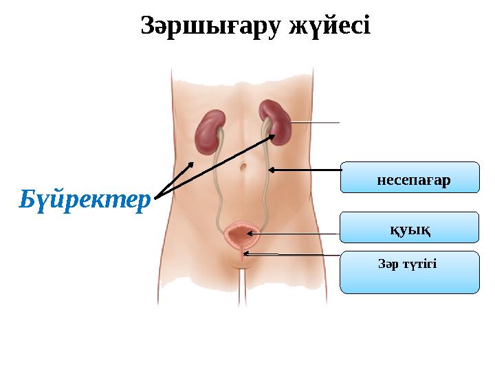 Зәршығару жүйесі Бүйректер несепағар қуық Зәр түтігі