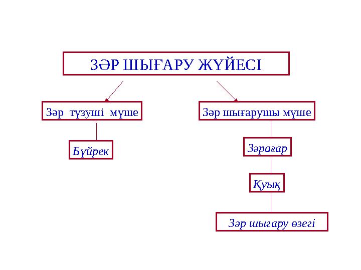 ЗӘР ШЫҒАРУ ЖҮЙЕСІ Зәр түзуші мүше Зәр шығарушы мүше Бүйрек Зәрағар Қуық Зәр шығару өзегі