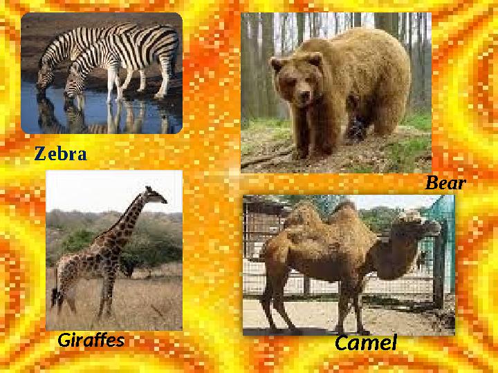 Zebra Camel Bear Giraffes