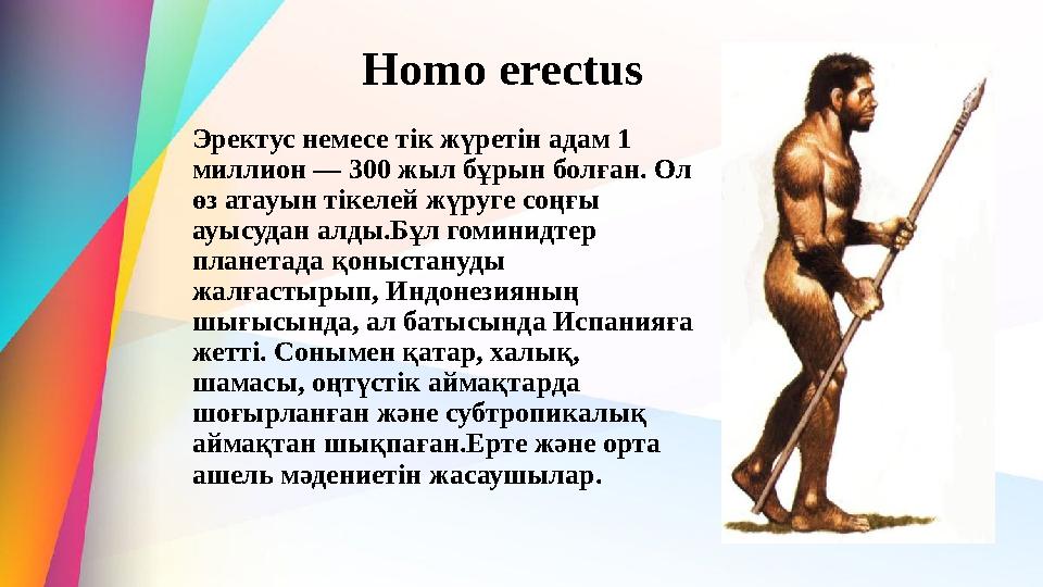 Homo erectus Эректус немесе тік жүретін адам 1 миллион — 300 жыл бұрын болған. Ол өз атауын тікелей жүруге соңғы ауысудан алд