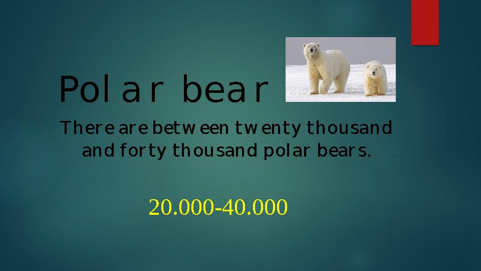 20.000-40.000Pol a r bea r T her e ar e bet w een t w ent y t housand and f or t y t housand pol ar bear s.