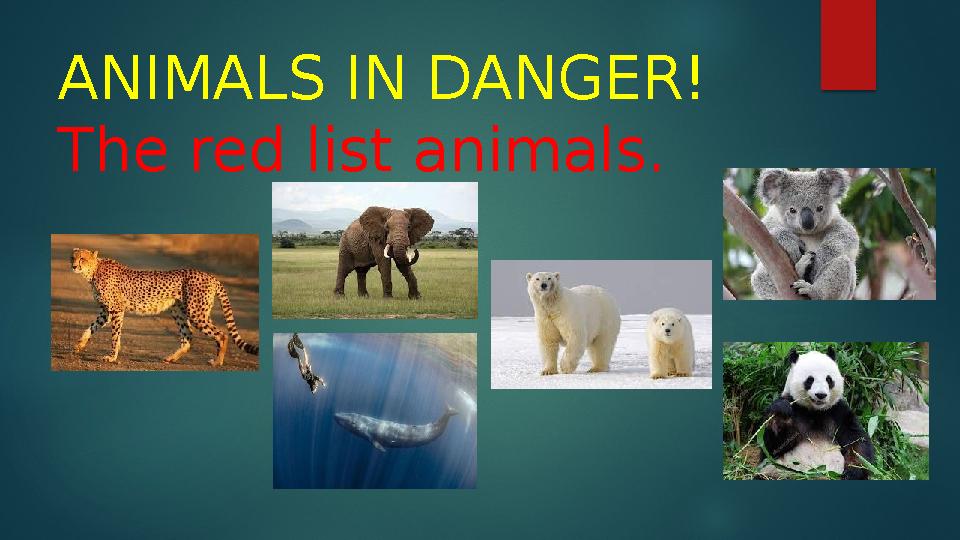ANIMALS IN DANGER! The red list animals.