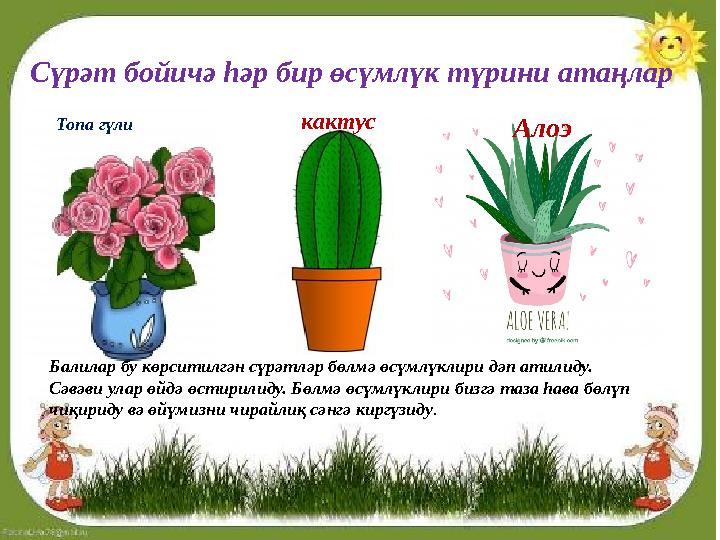 Сүрәт бойичә һәр бир өсүмлүк түрини атаңлар Топа гүли кактус Алоэ Балилар бу көрситилгән сүрәтләр бөлмә өсүмлүклири дәп атилиду.