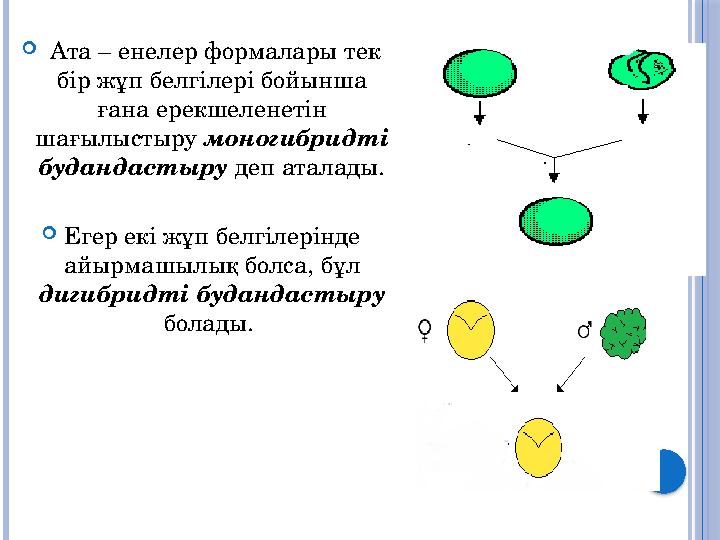  Ата – енелер формалары тек бір жұп белгілері бойынша ғана ерекшеленетін шағылыстыру моногибридті будандастыру деп атал