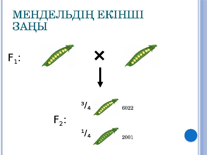 МЕНДЕЛЬДІҢ ЕКІНШІ ЗАҢЫ F 1 : F 2 : 3 / 4 1 / 4 6022 2001