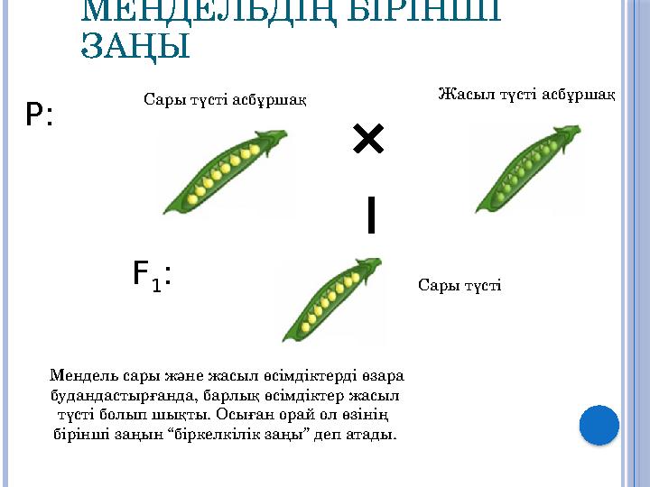 Сары түсті асбұршақ Жасыл түсті асбұршақ P: F 1 : Сары түсті МЕНДЕЛЬДІҢ БІРІНШІ ЗАҢЫ Мендель сары және жасыл өсімдіктерді өз