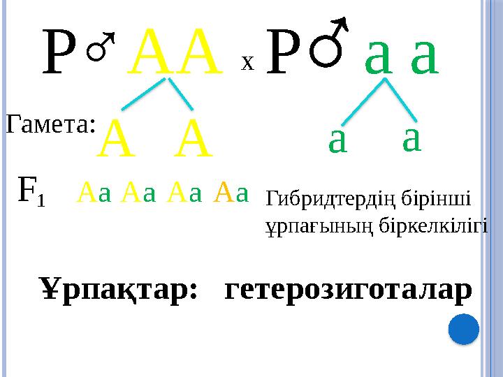 ♂ АА х Р ♂ Р а а АГамета: А а а F 1 А а А а А а А а Гибридтердің бірінші ұрпағының біркелкілігі Ұрпақтар: гетерозиготалар