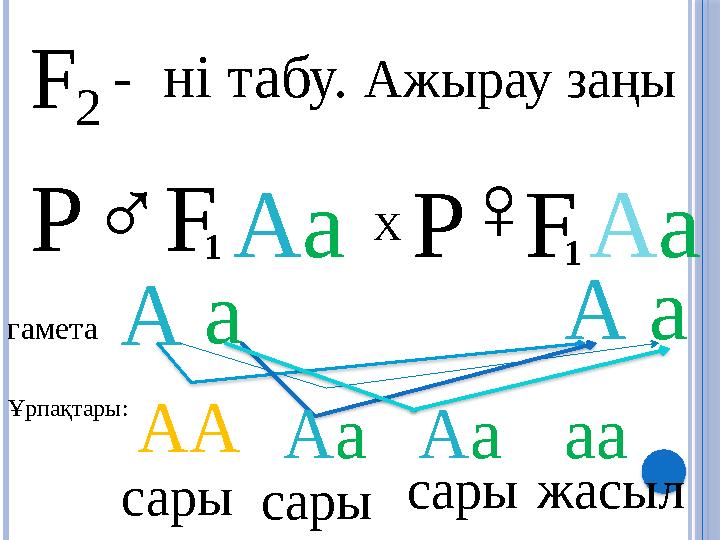 F 2 - ні табу. Ажырау заңы Р ♂ F 1 A a X Р ♀ F 1 A a гамета А а А а Ұрпақтары: АА А а А а аа сары сары сары жасыл