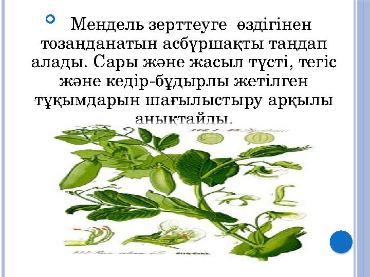  Мендель зерттеуге өздігінен тозаңданатын асбұршақты таңдап алады. Сары және жасыл түсті, тегіс және кедір-бұдырлы жеті