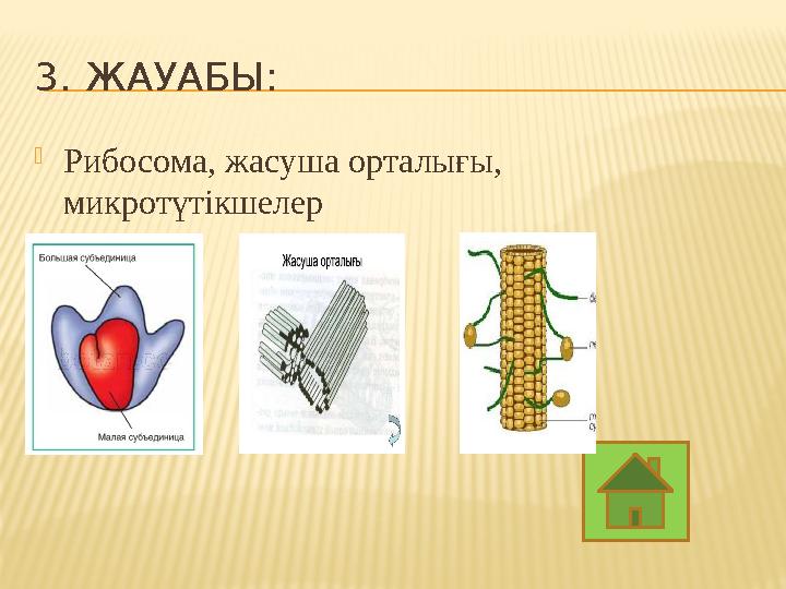 3. ЖАУАБЫ:  Рибосома, жасуша орталығы, микротүтікшелер