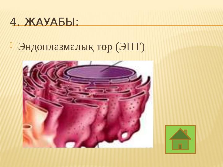 4. ЖАУАБЫ:  Эндоплазмалық тор (ЭПТ)