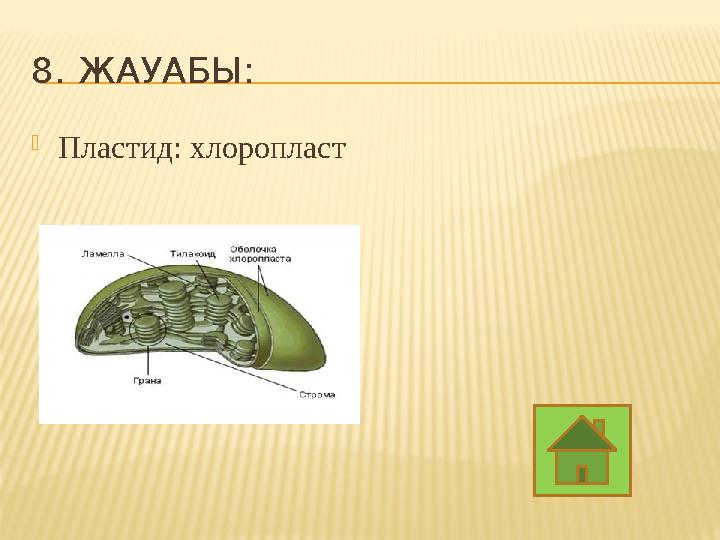 8. ЖАУАБЫ:  Пластид: хлоропласт