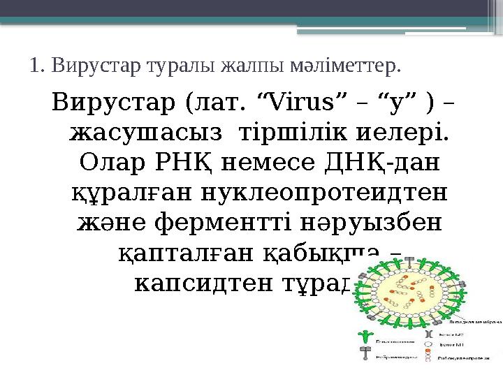 1. Вирустар туралы жалпы мәліметтер. Вирустар (лат. “ Virus ” – “у” ) – жасушасыз тіршілік иелері. Олар РНҚ немесе ДНҚ-дан қ