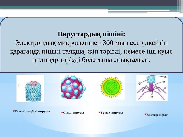 Вирустардың пішіні: Электрондық микроскоппен 300 мың есе үлкейтіп қарағанда пішіні таяқша, жіп тәрізді, немесе іші қуыс цилинд