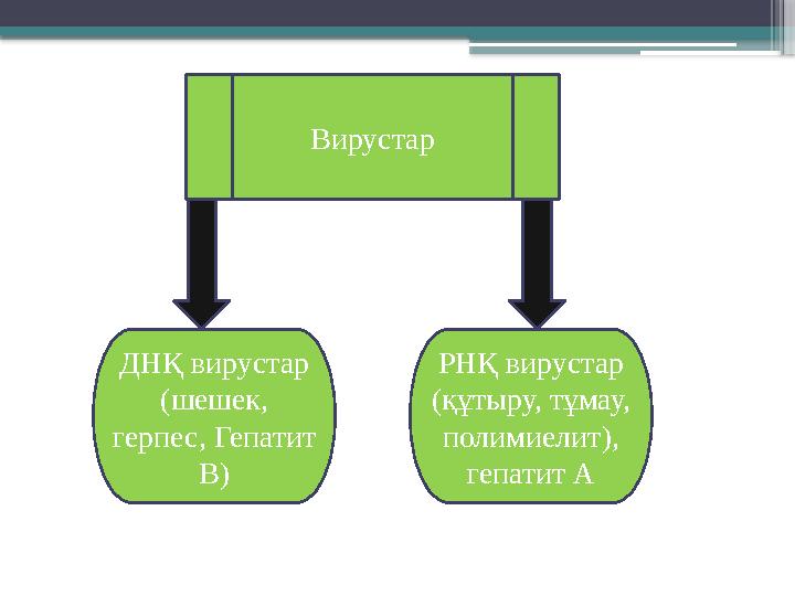 Вирустар ДНҚ вирустар (шешек, герпес, Гепатит В) РНҚ вирустар (құтыру, тұмау, полимиелит), гепатит А